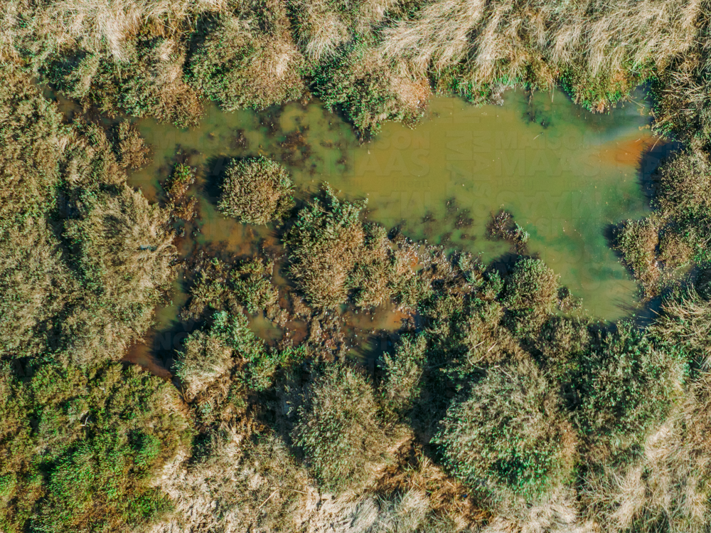 Colors Of The Swamp.