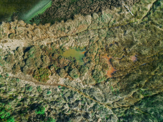 Colors Of The Swamp.